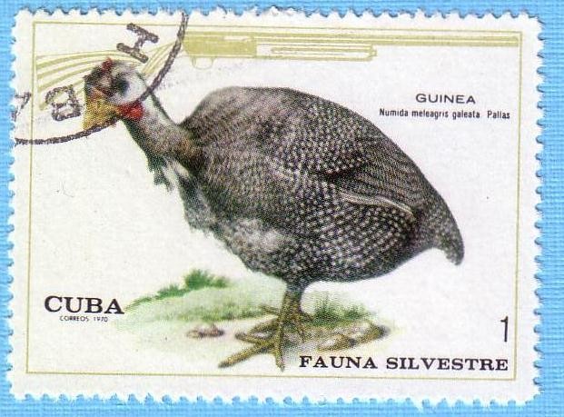 Fauna Silvestre - Guinea