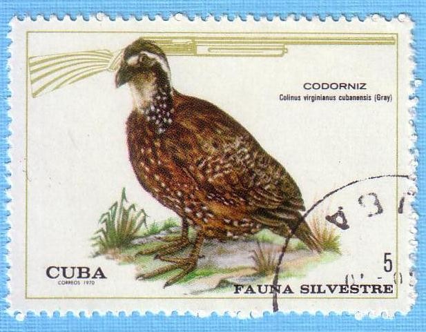 Fauna Silvestre - Codorniz
