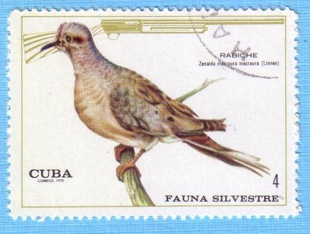 Fauna Silvestre - Rabiche
