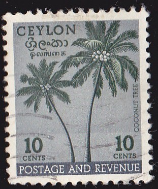 CEYLAN - COCONUT TREE