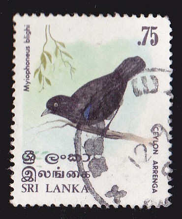 SRI LANKA - AVES