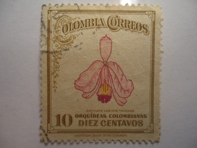 Orquideas Colombianas-Cattleya Labiata Trianae.