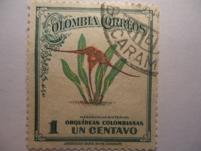 Orquídeas Colombianas-Masdevallia  Nicterina.
