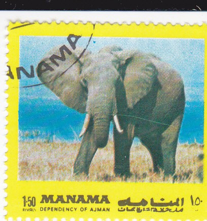 elefante