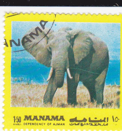 elefante