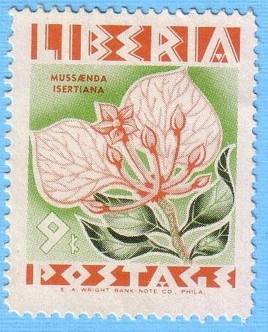 Mussaenda Isertiana