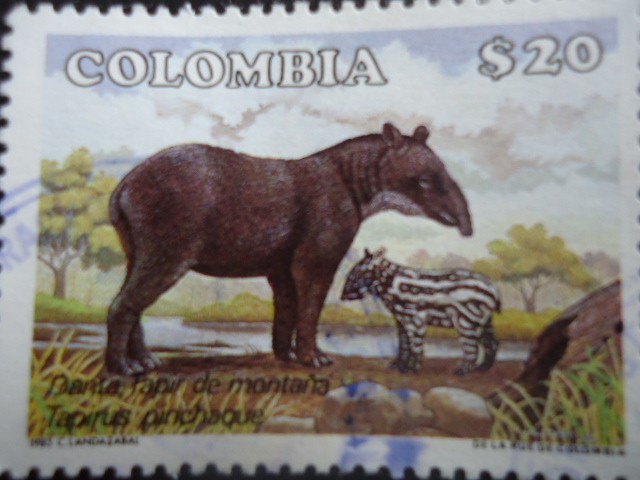 DANTA , Tapir de Montaña - Tapirus-Pinchaque