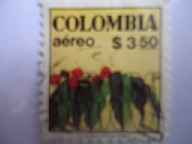 Colombia - Planta de café y Fruto del Café