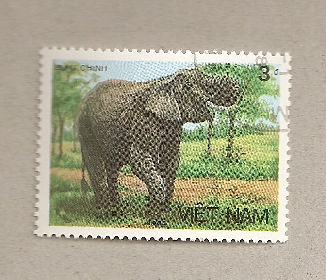 Elefante