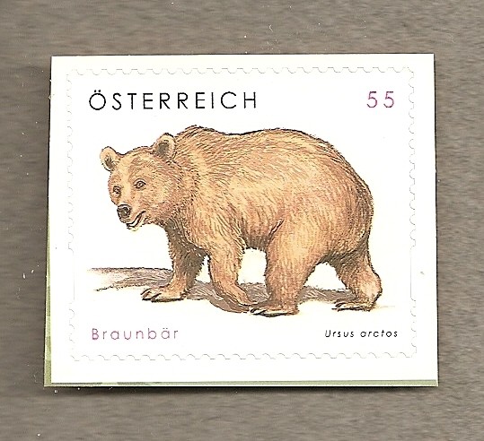 Oso pardo