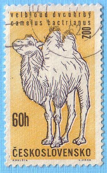 Camelus Bactrianus