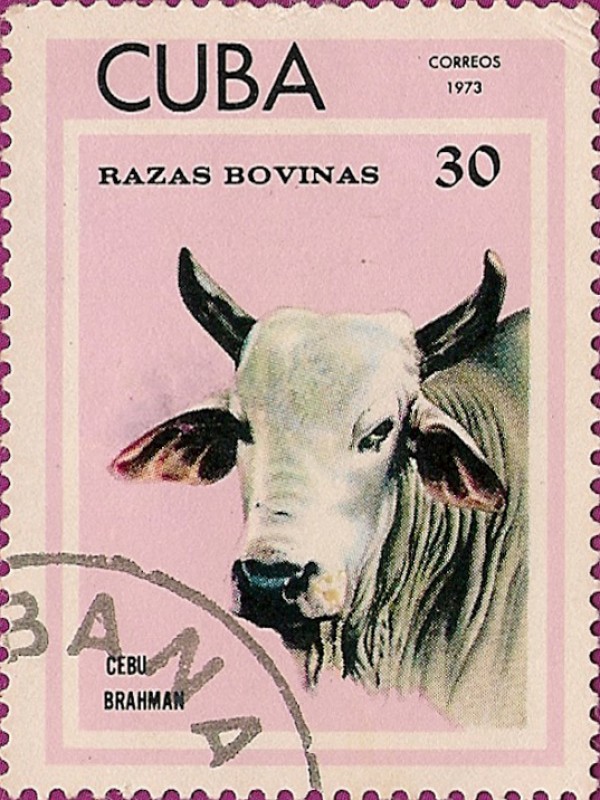 Razas Bovinas. Cebú Brahman.