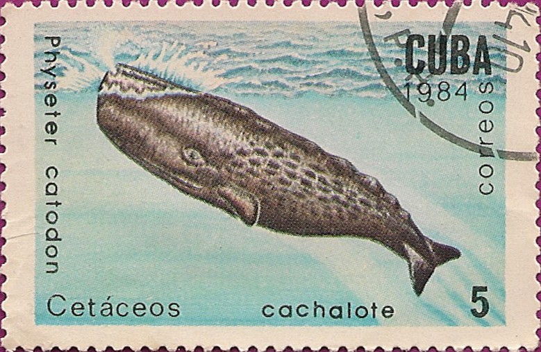 Mamíferos Marinos. Cetáceos - cachalote, Physeter catodon.