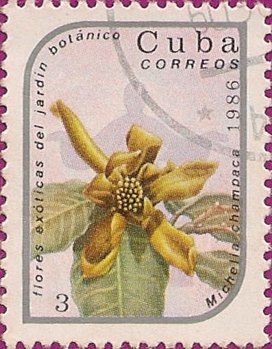 Flores exóticas del jardín botánico. Michelia champaca.