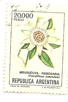 Mburucuya-Pasionaria