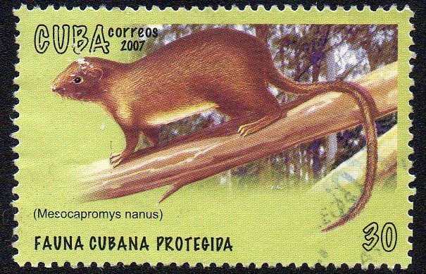 Fauna cubana protegida - Jutía enana