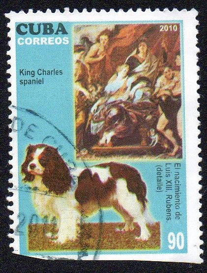 King Charles Spaniel