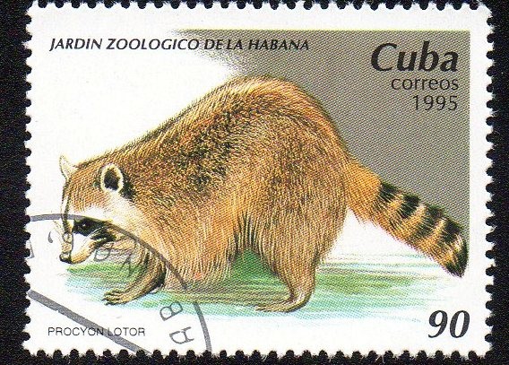 Jardín zoológico de La Habana - Mapache 
