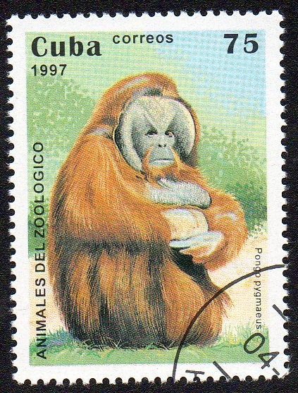 Animales del zoológico - Orangután de Borneo