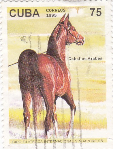 Caballos Arabes