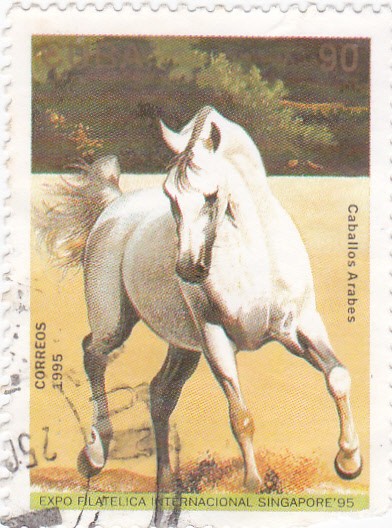 Caballos Arabes