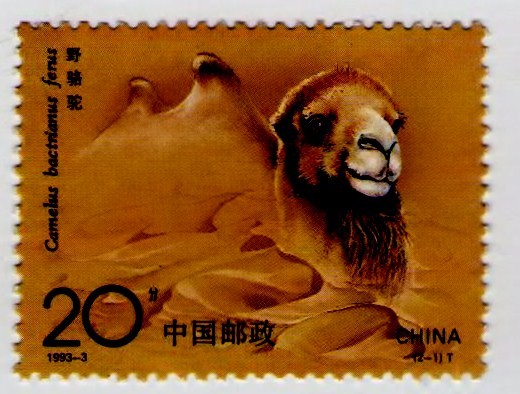 Camello 1993