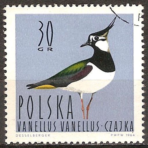  (Vanellus vanellus)Avefría.