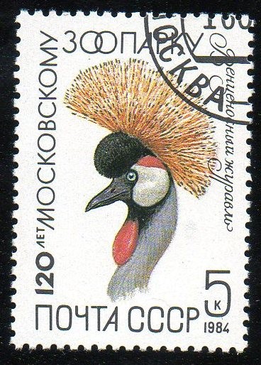 120 Aniversario del zoo de Moscú - Grulla real sudafricana