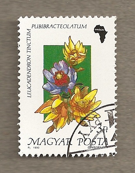 Flora africana