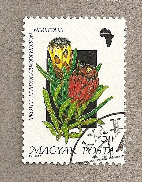 Flora africana