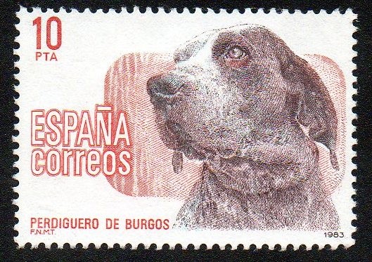 Perros de raza española - Perdiguero de Burgos