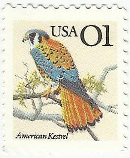 AMERICAN KESTREL