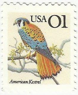 AMERICAN KESTREL