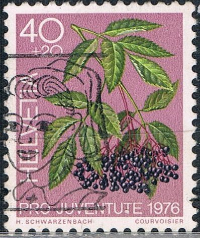 PRO JUVENTUD 1976. PLANTAS MEDICINALES DEL BOSQUE. BAYA DEL SAÚCO. Y&T Nº 1015