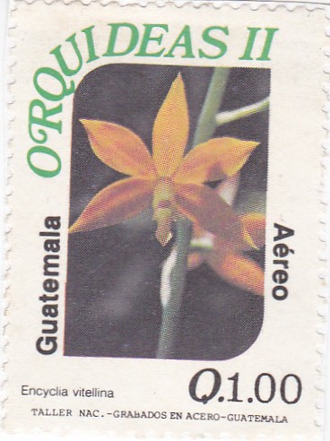 Orquideas