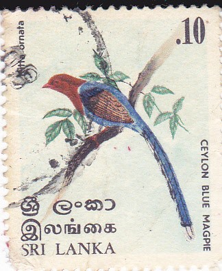 Mitta Cornata