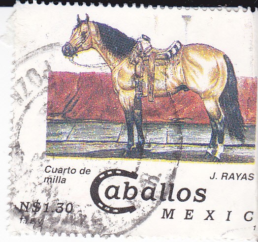 Caballos