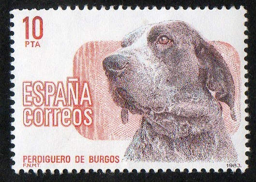 2711- Perros de raza española. Perdiguero de Burgos.