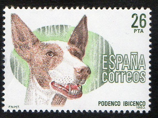 2713- Perros de raza española. Podenco ibicenco.