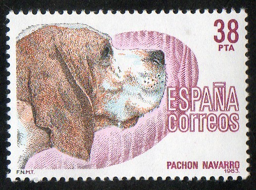 2714- Perros de raza española. Pachón navarro.