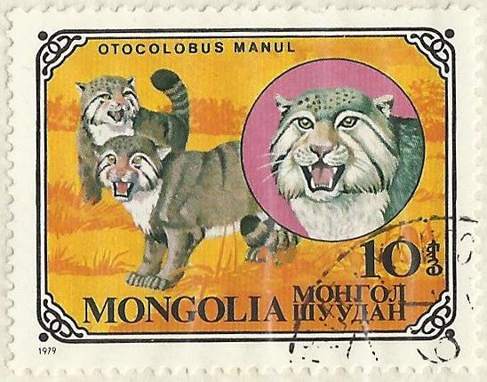 OTOCOLOBUS MANUL