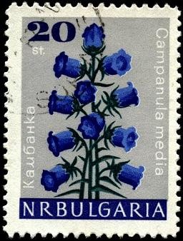 Campanula media.