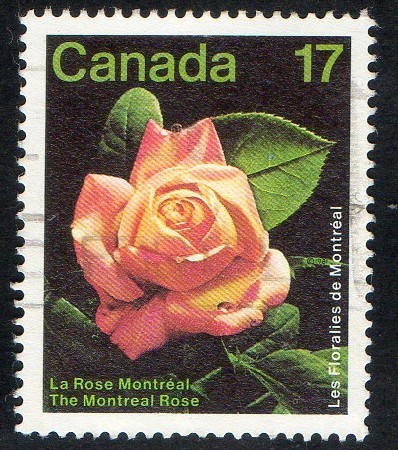 The  Montreal  Rose