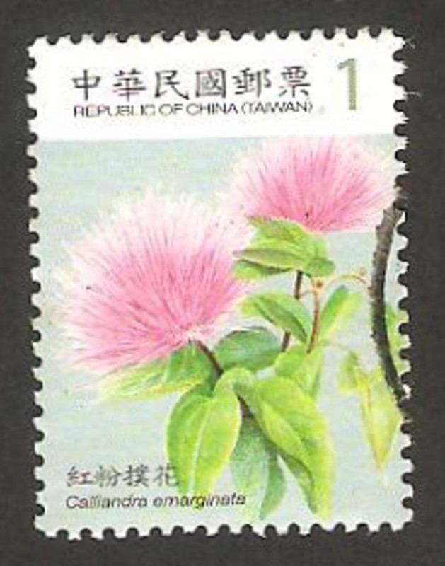 3228 - flor calliandra emarginata