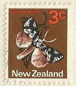 LICHEN MOTH