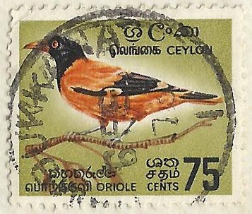 ORIOLE ENCAPUCHADO (Oriolus xanthornus ceylonensis)