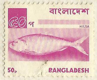 Hilsa / Ilish Fish (Tenualosa ilisha)