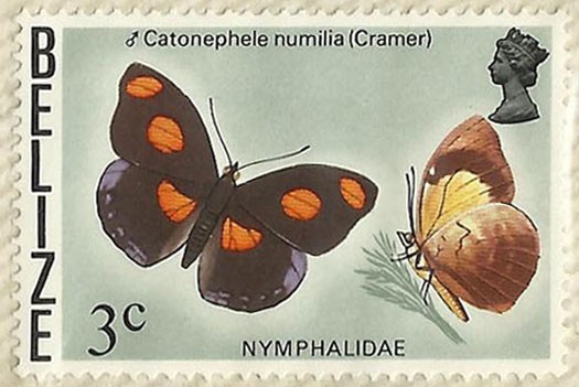 NYMPHALIDAE