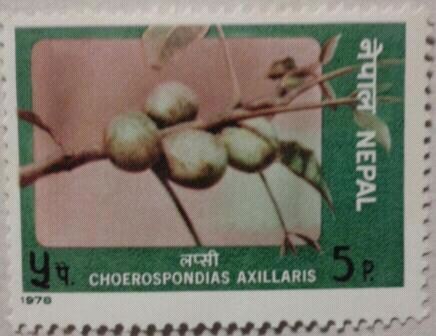 choerospondias axillaris 1978