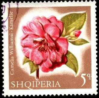 Flores multicolores, camelia williamsi.
